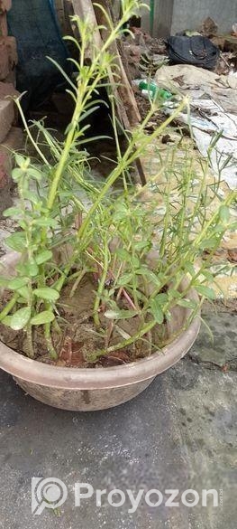 টবের চারা গাছ গাছালি বিক্রি হবে