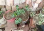 টবের চারা গাছ গাছালি বিক্রি হবে