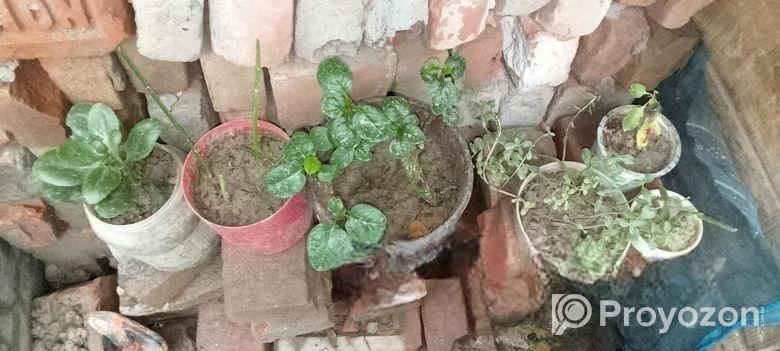 টবের চারা গাছ গাছালি বিক্রি হবে