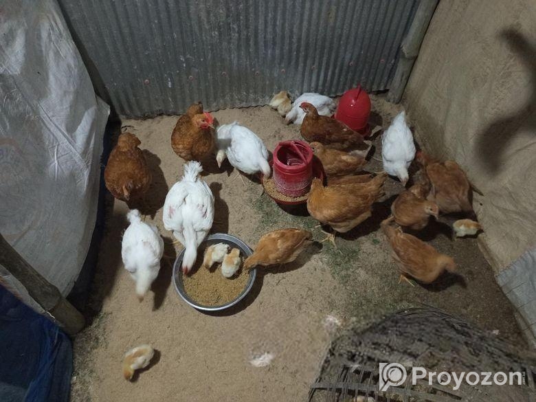 টাইগার মুরগী সেল হবে