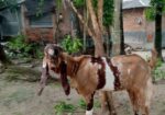 তোতা ছাগল বিক্রি হবে