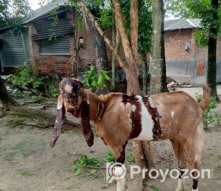 তোতা ছাগল বিক্রি হবে