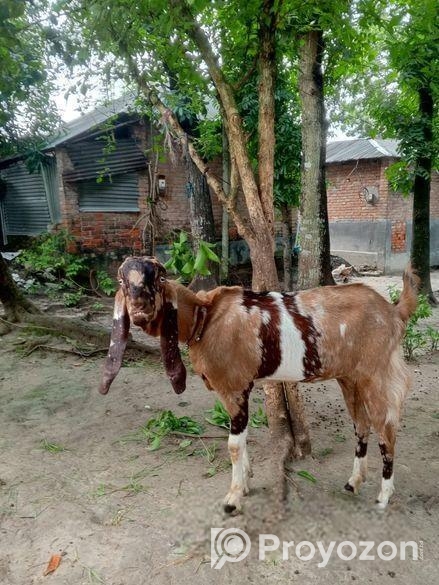 তোতা ছাগল বিক্রি হবে