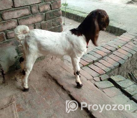 তোতা ছাগল বিক্রি হবে