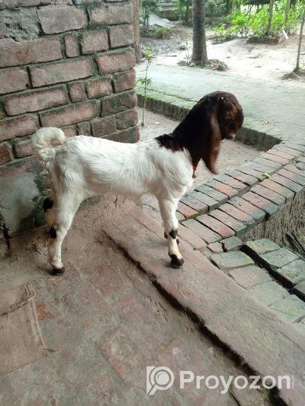 তোতা ছাগল বিক্রি হবে