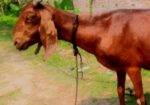 উন্নত জাতের ছাগল