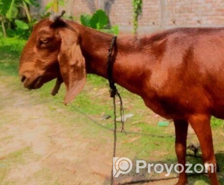 উন্নত জাতের ছাগল