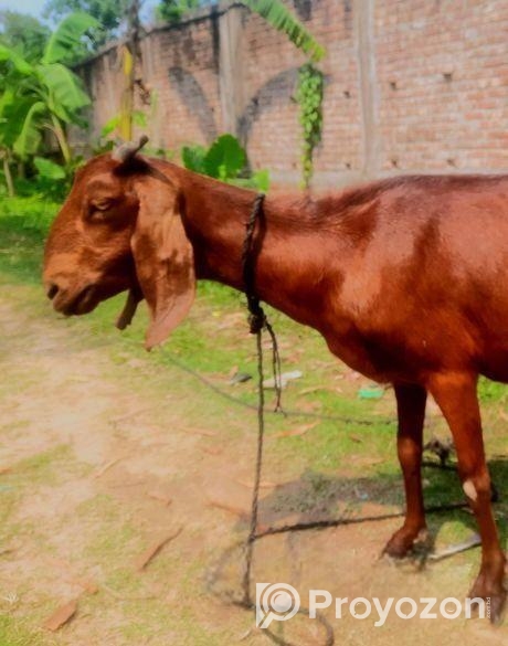 উন্নত জাতের ছাগল