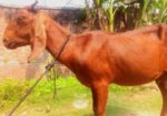 উন্নত জাতের ছাগল