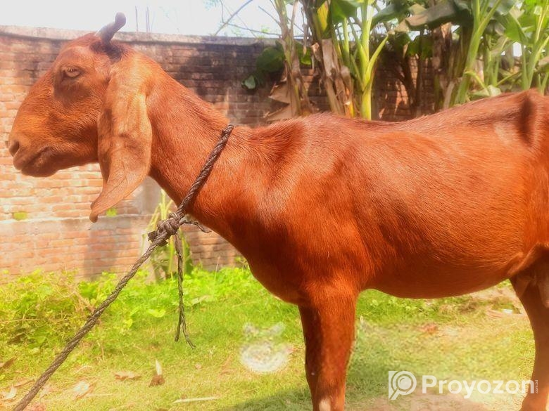 উন্নত জাতের ছাগল