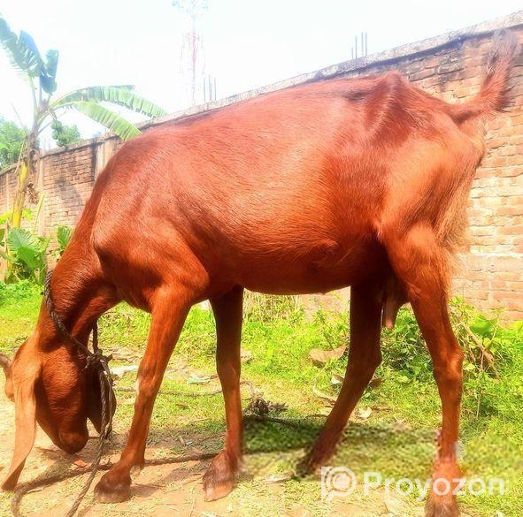 উন্নত জাতের ছাগল