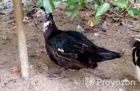 চিনার রানিং হাস বিক্রি হবে