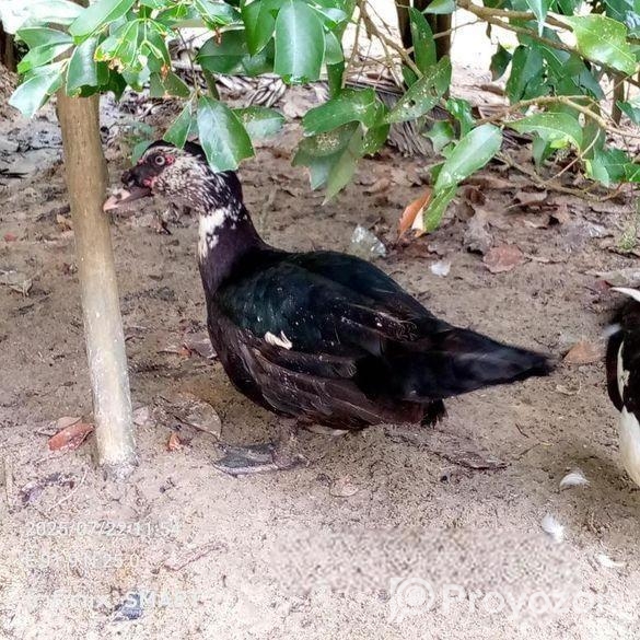 চিনার রানিং হাস বিক্রি হবে