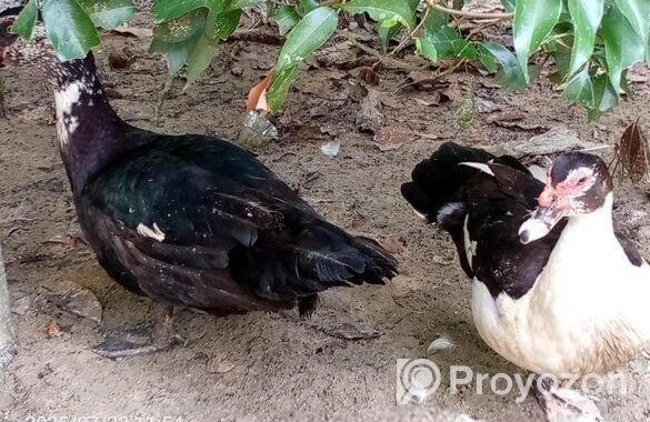 চিনার রানিং হাস বিক্রি হবে