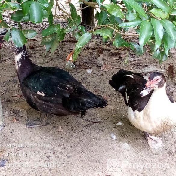 চিনার রানিং হাস বিক্রি হবে