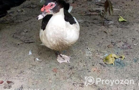 চিনার রানিং হাস বিক্রি হবে