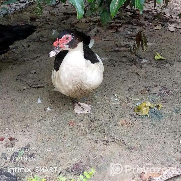 চিনার রানিং হাস বিক্রি হবে