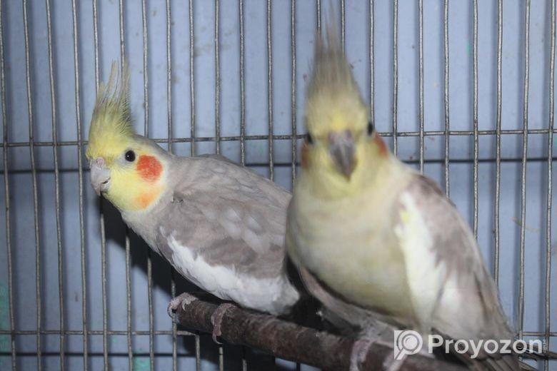 ফন ককাটেইল পেয়ার