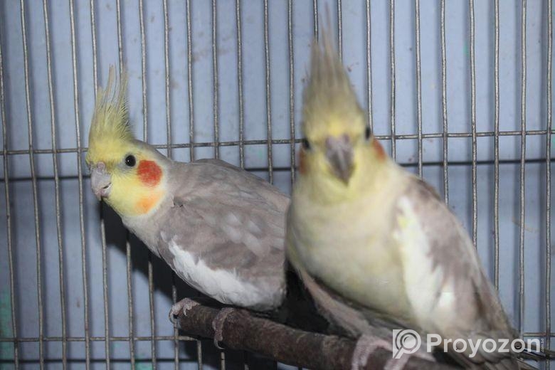 ফন ককাটেইল পেয়ার