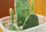 prickly pear cactus
