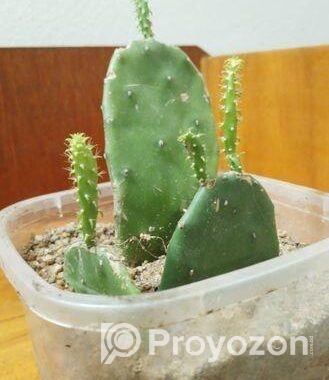 prickly pear cactus