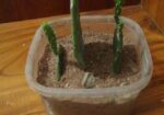 prickly pear cactus