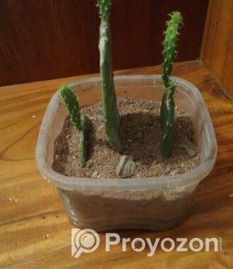 prickly pear cactus