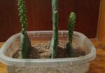 prickly pear cactus