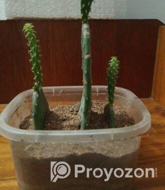 prickly pear cactus