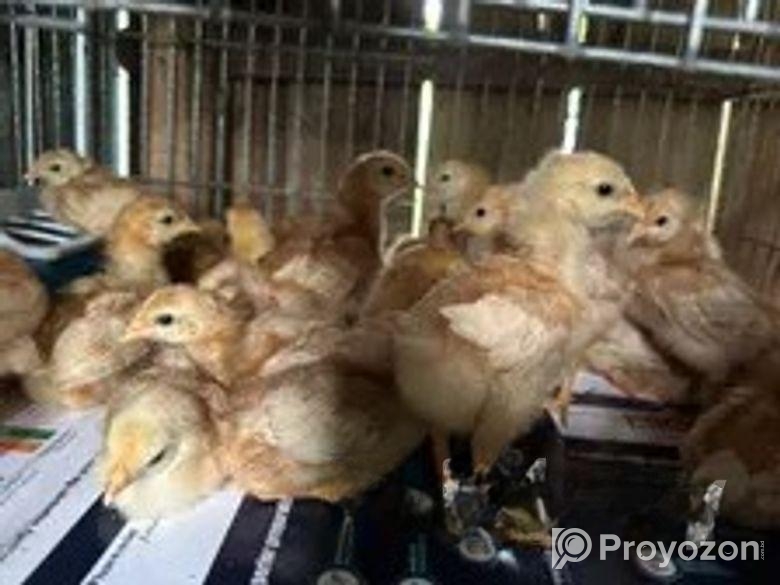 লেয়ার মুরগির বাচ্চা