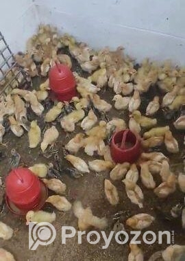 লেয়ার মুরগির বাচ্চা
