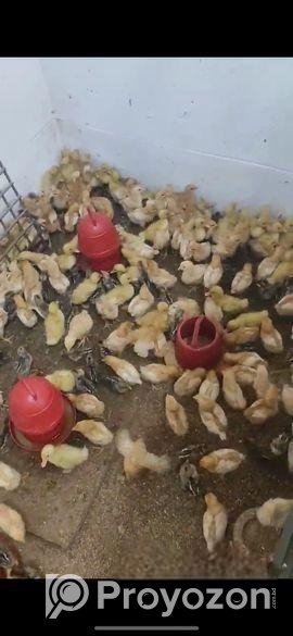 লেয়ার মুরগির বাচ্চা