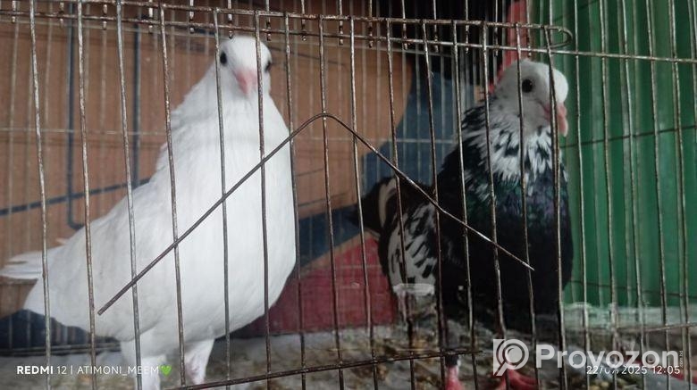 জোড়া কবুতর বিক্রি করা হবে