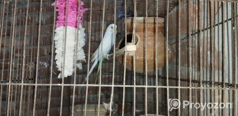 পাখি বিক্রি করা হবে খাচা সহ
