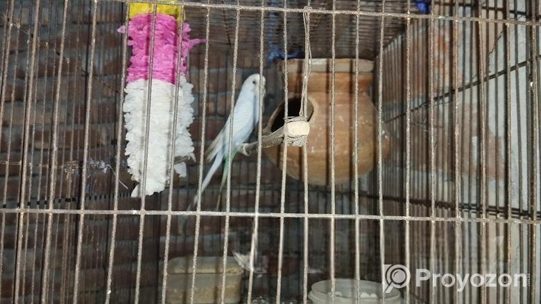 পাখি বিক্রি করা হবে খাচা সহ
