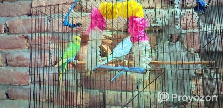 পাখি বিক্রি করা হবে খাচা সহ