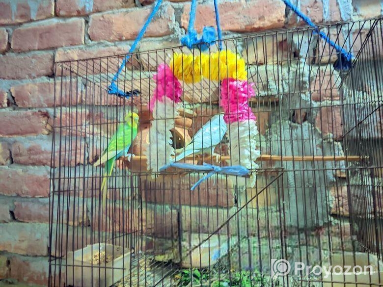 পাখি বিক্রি করা হবে খাচা সহ
