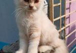 Cat sell Post