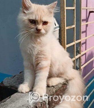 Cat sell Post