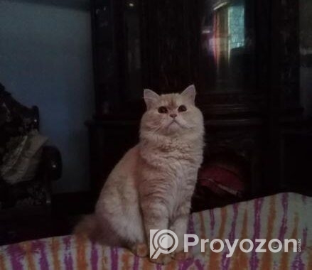 Cat sell Post