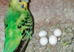 ডিম সহ বাজরিগার জুড়া