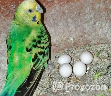 ডিম সহ বাজরিগার জুড়া