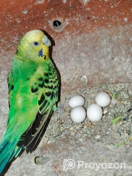 ডিম সহ বাজরিগার জুড়া