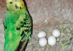 ডিম সহ বাজরিগার জুড়া