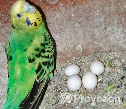 ডিম সহ বাজরিগার জুড়া