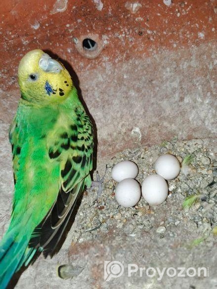 ডিম সহ বাজরিগার জুড়া