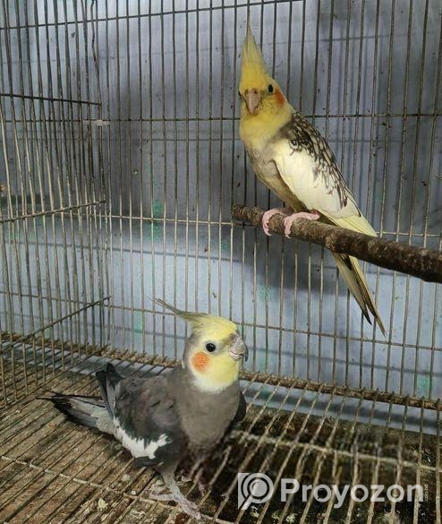 ঝড়না & গ্রে ককাটেইল