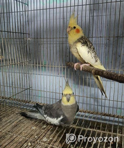 ঝড়না & গ্রে ককাটেইল