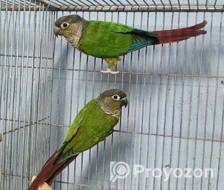 ইয়োলো সাইডেড কনিউর