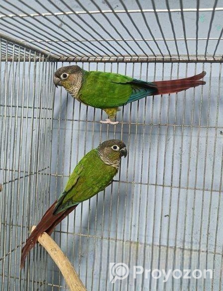 ইয়োলো সাইডেড কনিউর